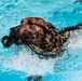 K9 water confidence training