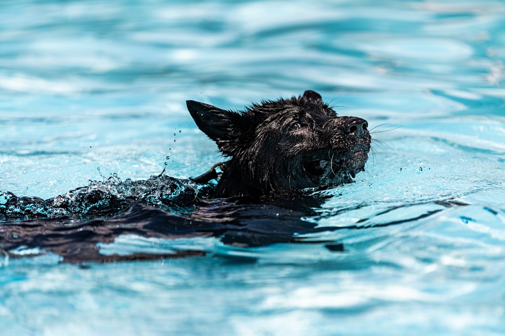 K9 water confidence training