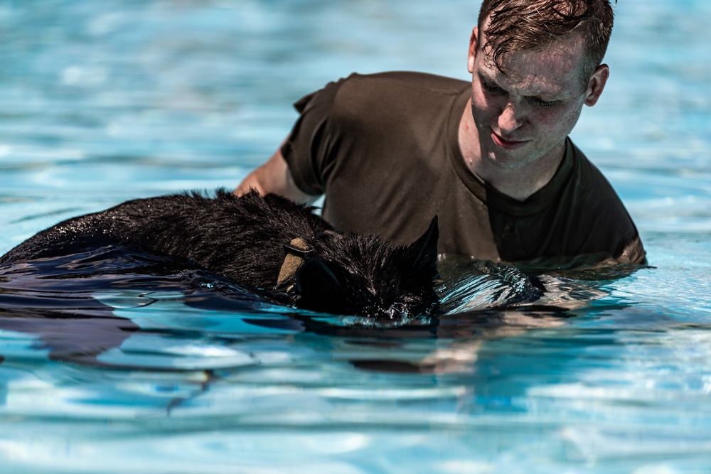 K9 water confidence training