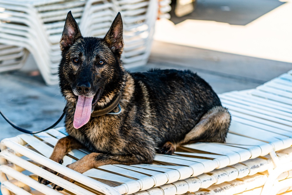 K9 water confidence training