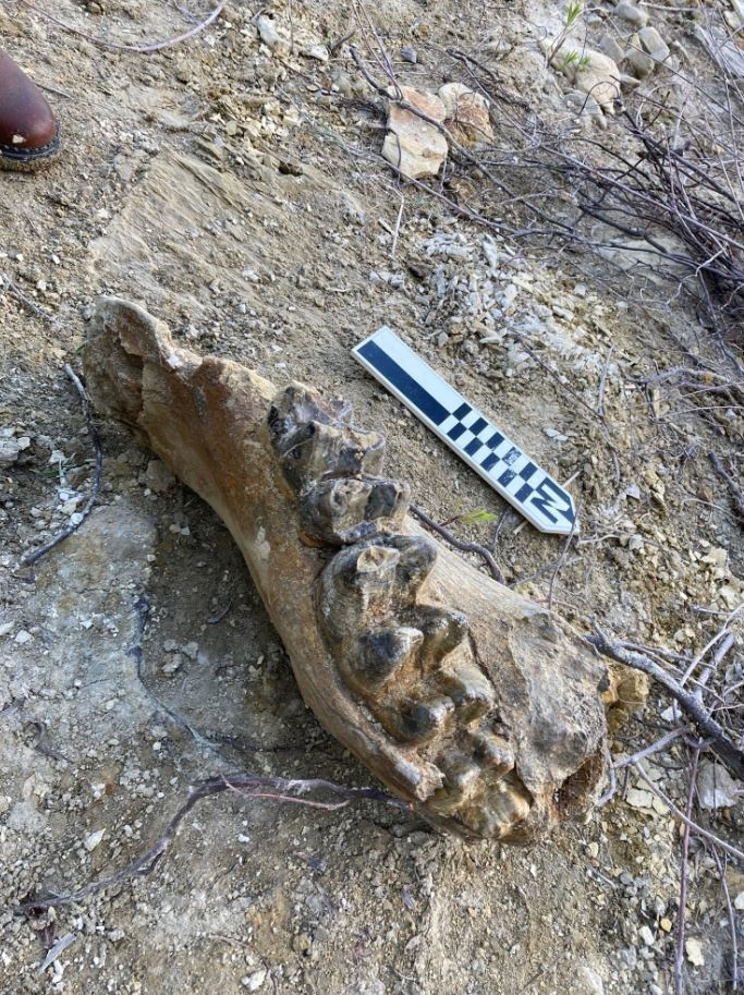 Uncovering the past: Mastodon jaw found on Corps land