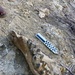 Uncovering the past: Mastodon jaw found on Corps land