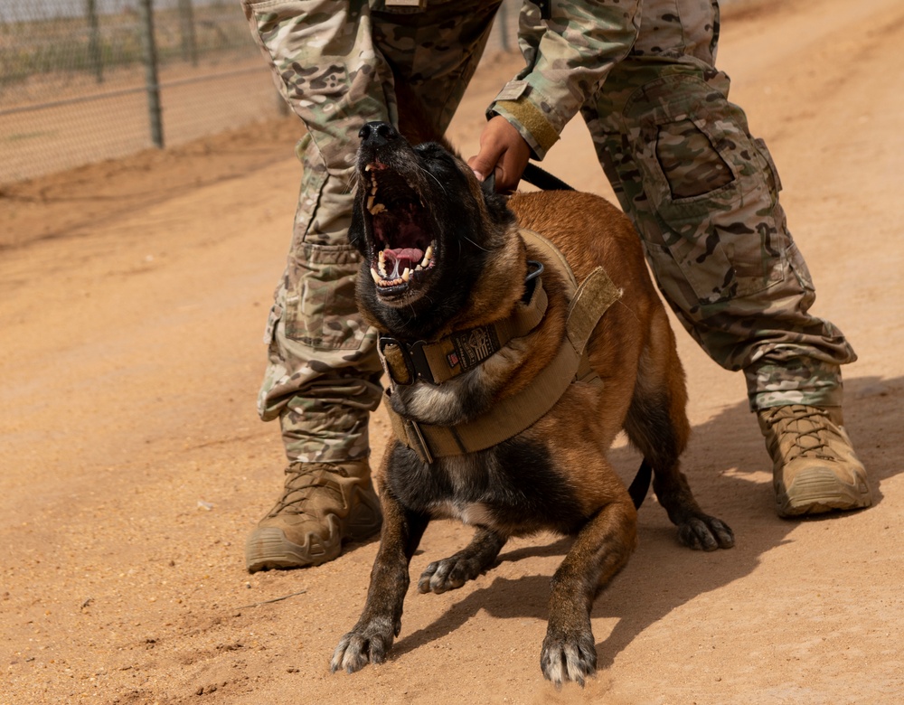 Faces of Air Base 201