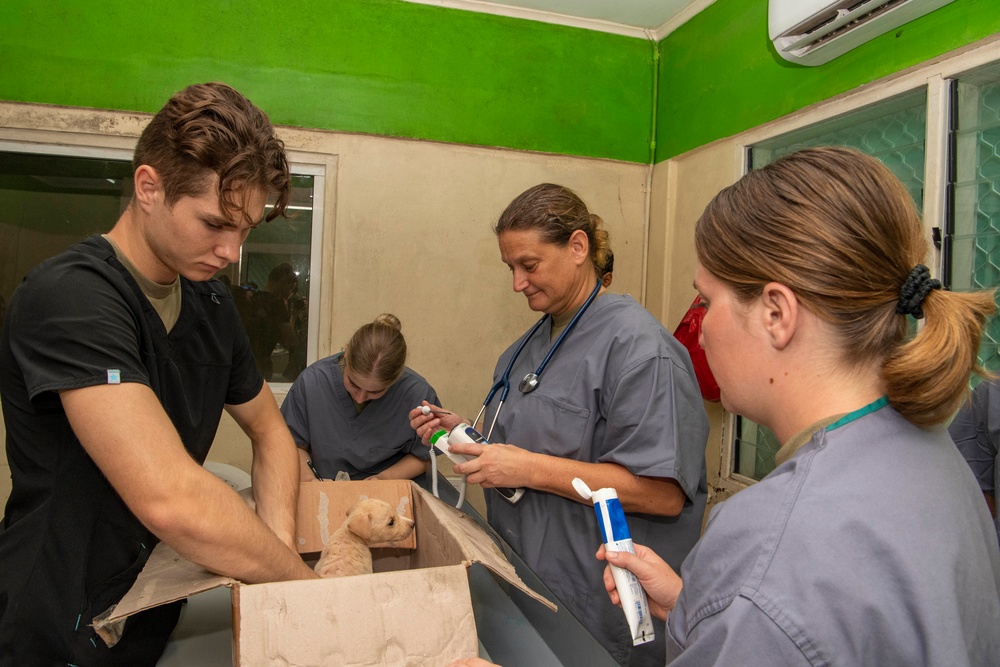 Pacific Partnership 2022 veterinarians operate at Solomon Islands Ministry of Agriculture and Livestock