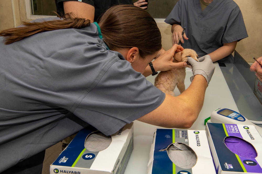 Pacific Partnership 2022 veterinarians operate at Solomon Islands Ministry of Agriculture and Livestock