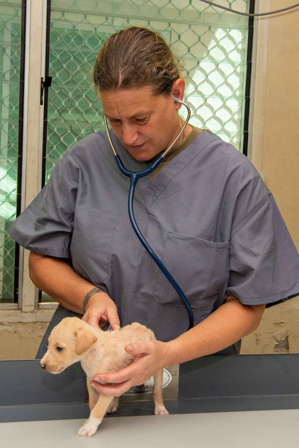 Pacific Partnership 2022 veterinarians operate at Solomon Islands Ministry of Agriculture and Livestock