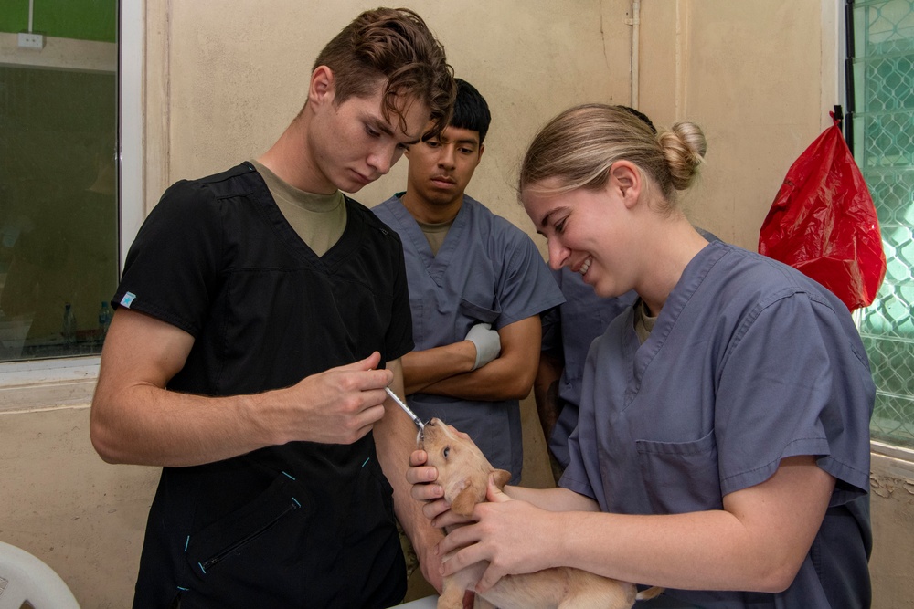 Pacific Partnership 2022 veterinarians operate at Solomon Islands Ministry of Agriculture and Livestock