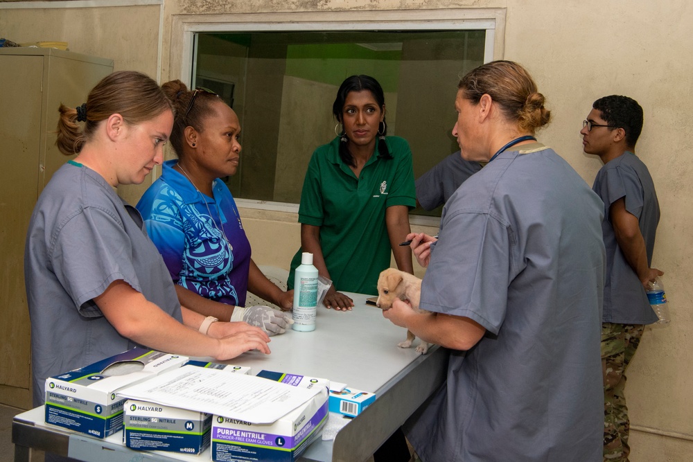 Pacific Partnership 2022 veterinarians operate at Solomon Islands Ministry of Agriculture and Livestock