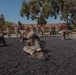 Hotel Company Combat Conditioning Course