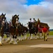 Clydesdales Arrive at Smoky Mountain Air Show