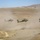 Four military attack helicopters are flying in formation at low altitude over an arid, desert terrain. The helicopters are kicking up significant dust clouds as they fly close to the ground. The landscape features dry, barren hills with sparse vegetation under a clear blue sky.