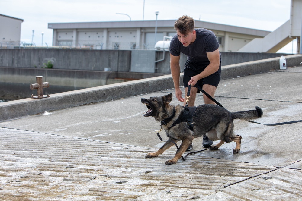 Marines conduct K9 water aggression and confidence training