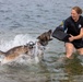 Marines conduct K9 water aggression and confidence training