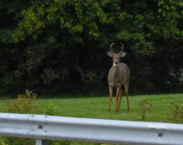 Archery deer hunting season begins Sept. 24