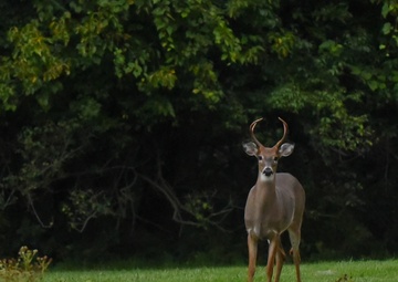 Archery deer hunting season begins Sept. 24