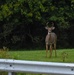 Archery deer hunting season begins Sept. 24