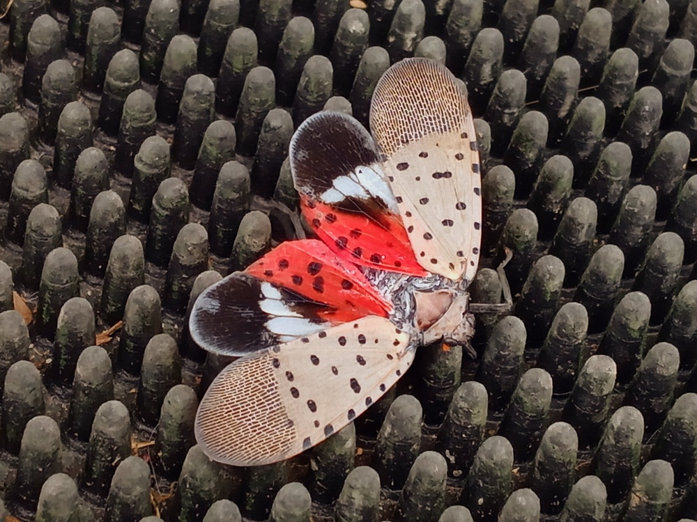 Spotted Lanternfly at Fort Indiantown Gap