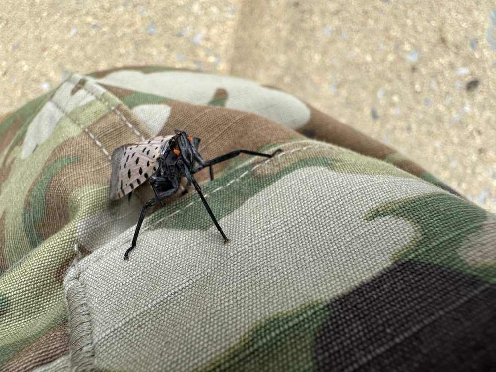 Spotted Lanternfly