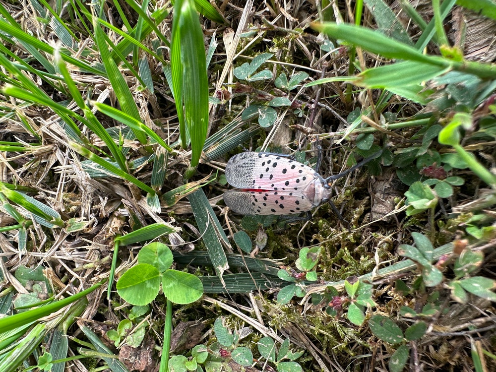 Spotted Lanternfly