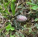 Spotted Lanternfly