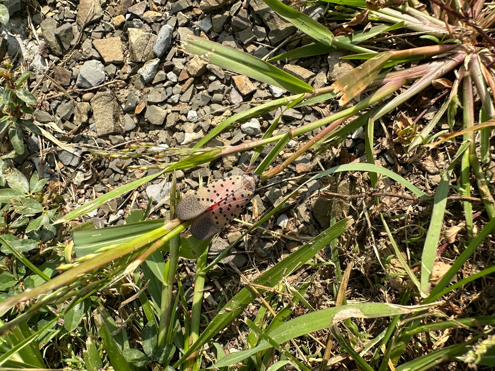 Spotted Lanternfly