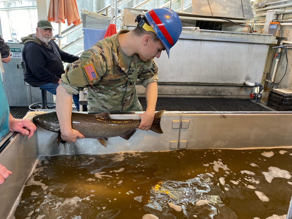 CDT Marsh measures a Salmon in the Adult Fish Facility at Lower Granite Lock and Dam.
