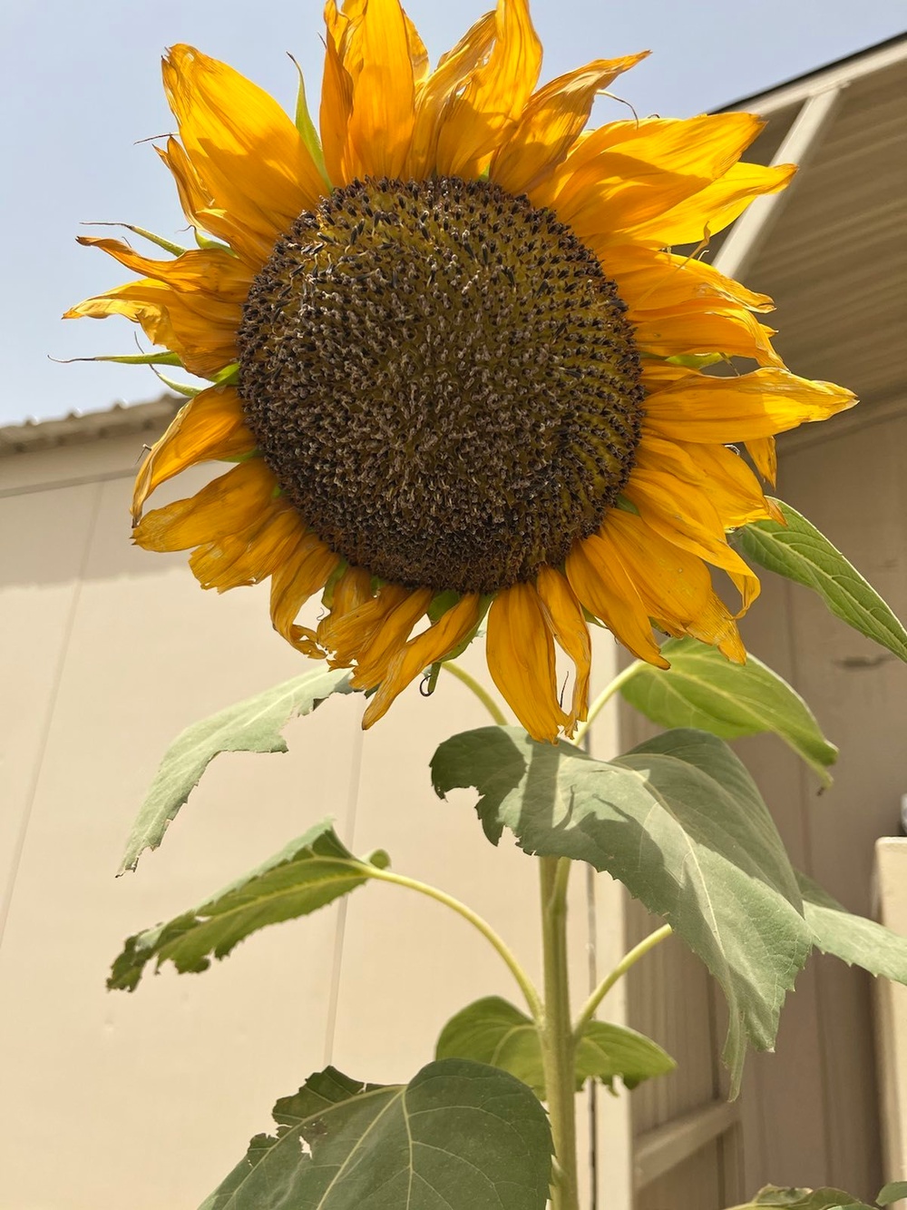 Sunflower in the Desert