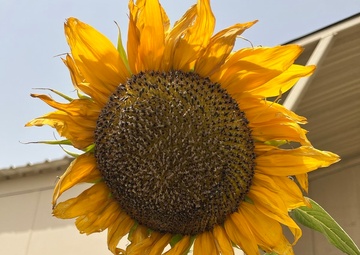 Sunflower in the Desert