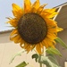 Sunflower in the Desert