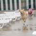 Splashing into fall