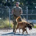 4th SFS, TSA conduct K-9 training exercise