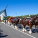 World-Renowned Budweiser Clydesdales visit the National Museum of the Marine Corps