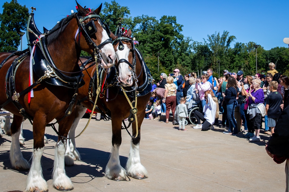 World-Renowned Budweiser Clydesdales visit the National Museum of the Marine Corps