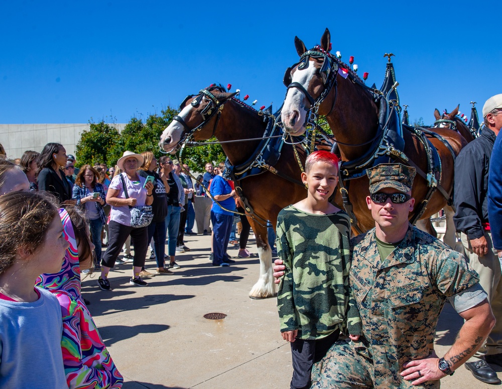 World-Renowned Budweiser Clydesdales visit the National Museum of the Marine Corps