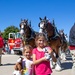 World-Renowned Budweiser Clydesdales visit the National Museum of the Marine Corps