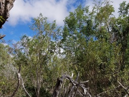 The Hawaiian ʻakoko (Euphorbia olowaluana)