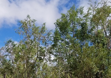 Turning sunlight into sugar - Hawaiian ʻakoko trees do it differently