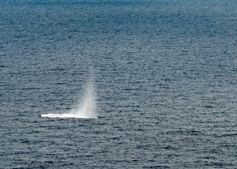 EODMU 5 conducts Floating Mine Response Training during MCSOFEX