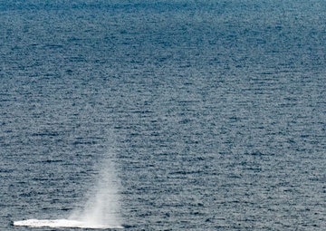 EODMU 5 conducts Floating Mine Response Training during MCSOFEX