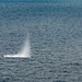 EODMU 5 conducts Floating Mine Response Training during MCSOFEX