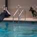 Tinker Military Working Dogs train for water