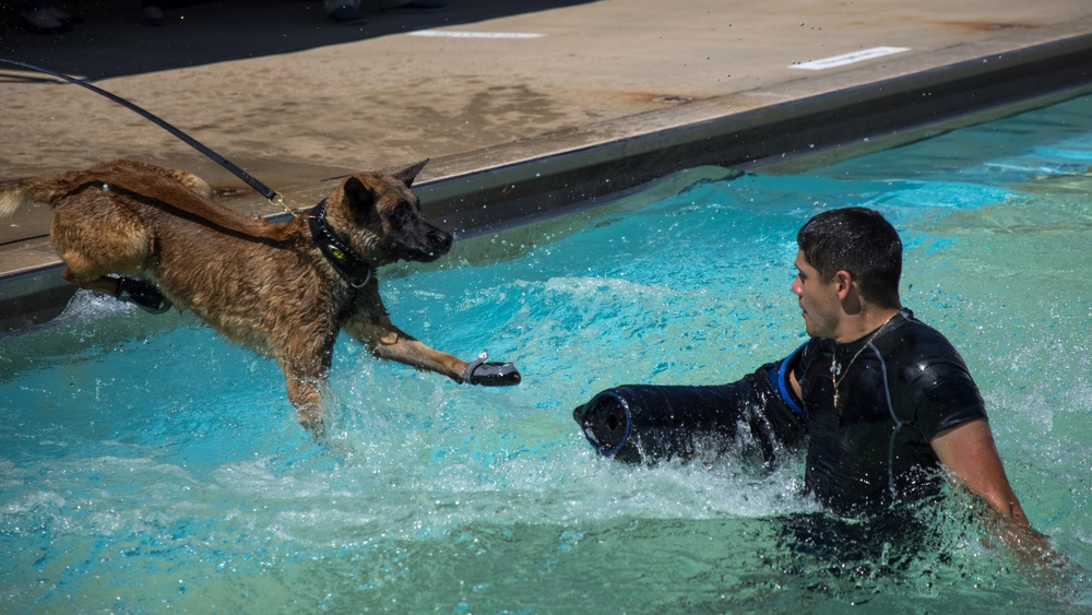 Tinker Military Working Dogs train for water