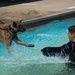 Tinker Military Working Dogs train for water