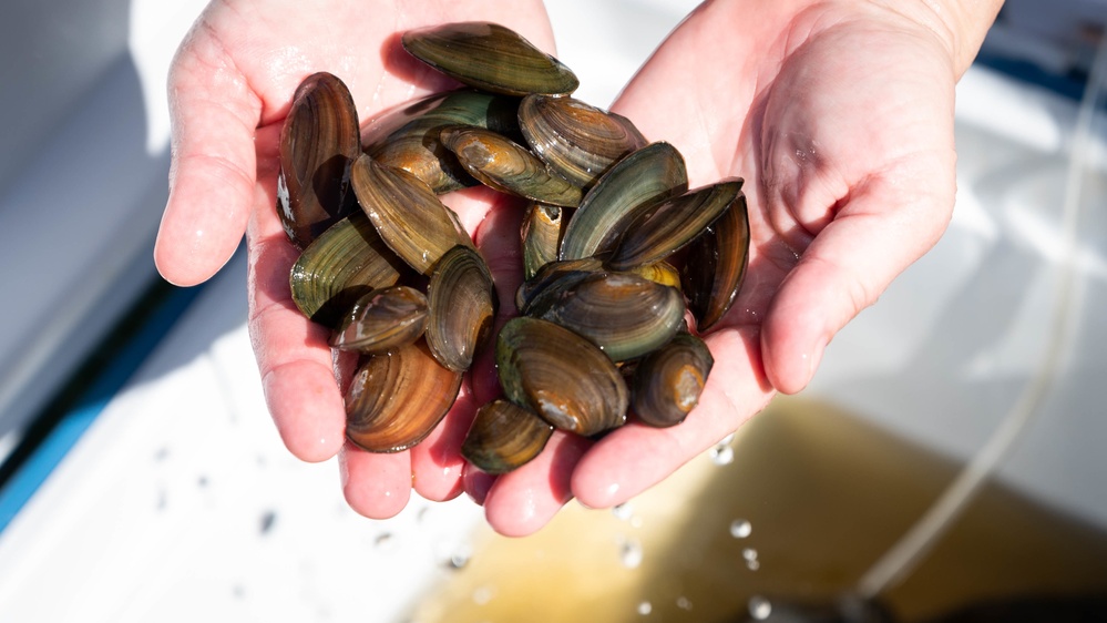 Joint Base Anacostia-Bolling commits to restoring native mussels to Potomac River