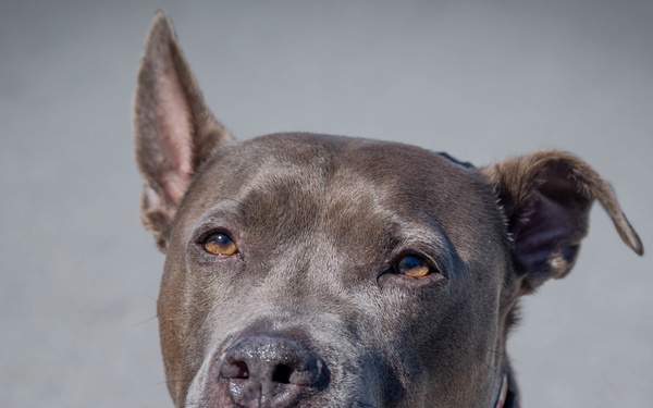 Communities come together at Pawsome Flea Market