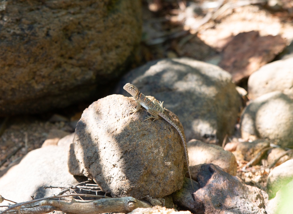 Eastern Collared Lizard