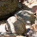 Eastern Collared Lizard