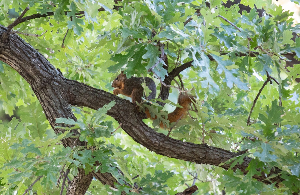 Fox Squirrel