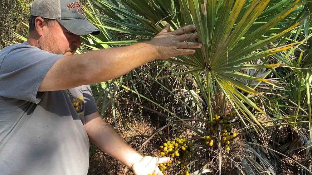 Fort Stewart bumper berry crop boosts forest management coffers, supports Soldier readiness