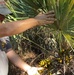 Fort Stewart bumper berry crop boosts forest management coffers, supports Soldier readiness